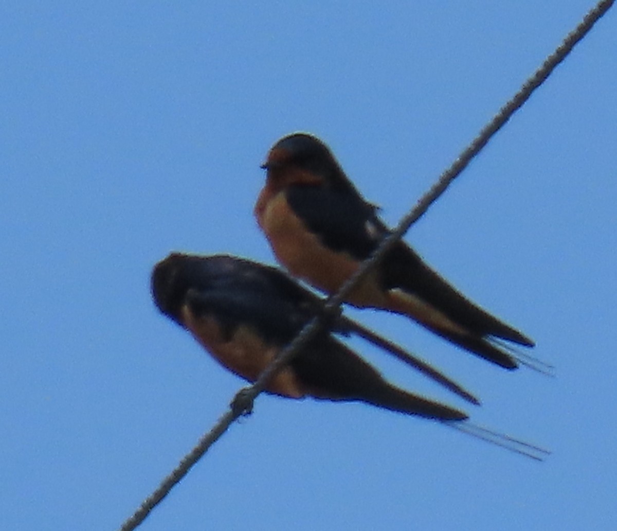 Barn Swallow - Catherine Hagen