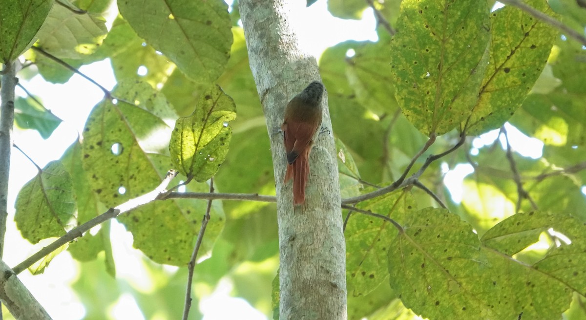 Olivaceous Woodcreeper - Laura Voight