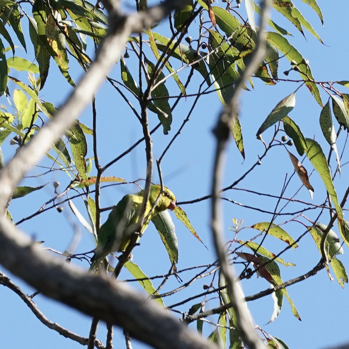 Olive-headed Lorikeet - ML619232252