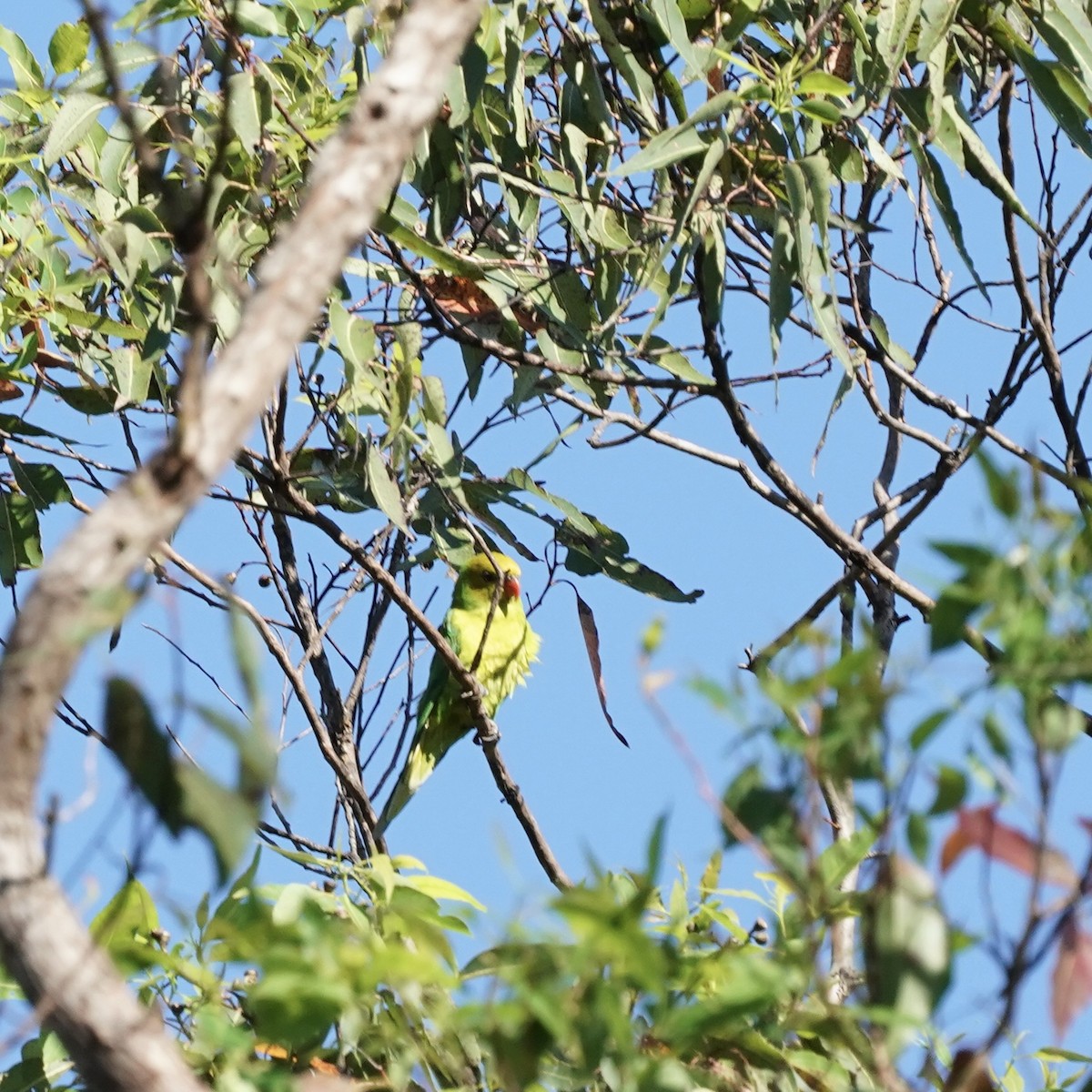 Olive-headed Lorikeet - ML619232253