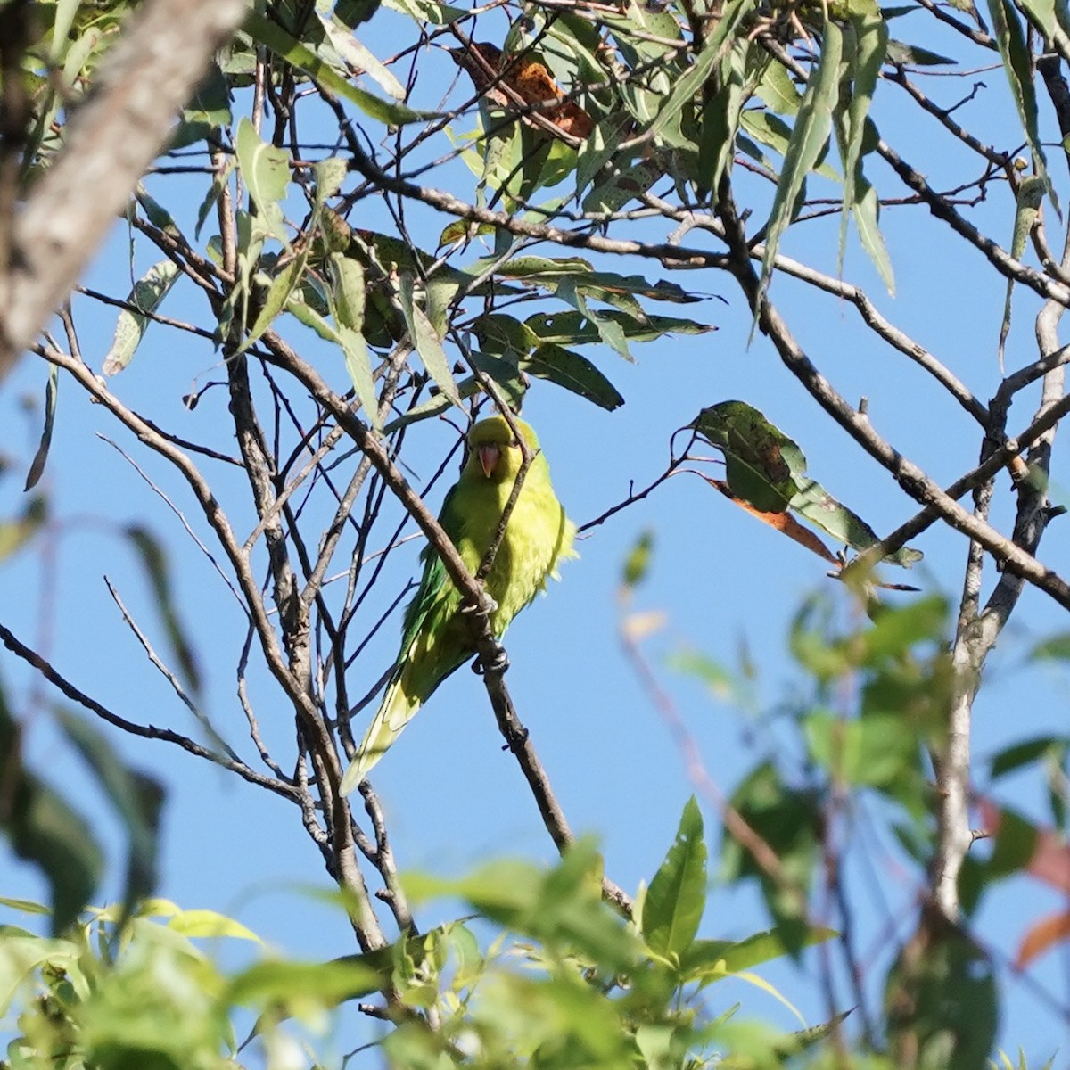 Olive-headed Lorikeet - ML619232254