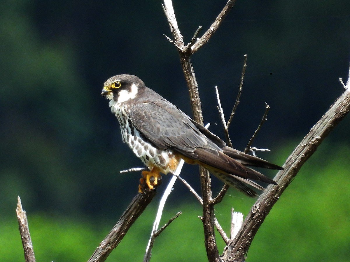 Eurasian Hobby - ML619232265