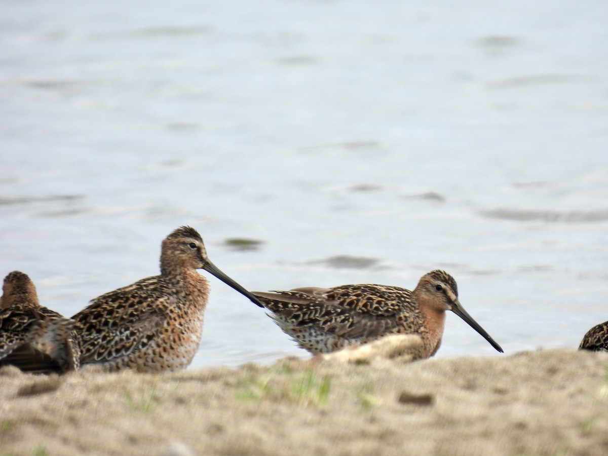 Short-billed Dowitcher - Corinna Honscheid