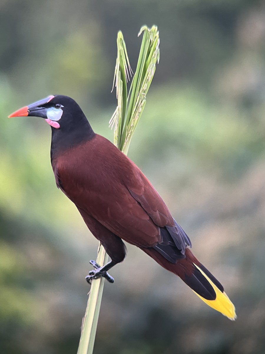 Montezuma Oropendola - Brenda Sánchez