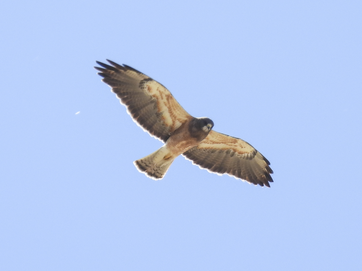 Swainson's Hawk - Jeanette Stone