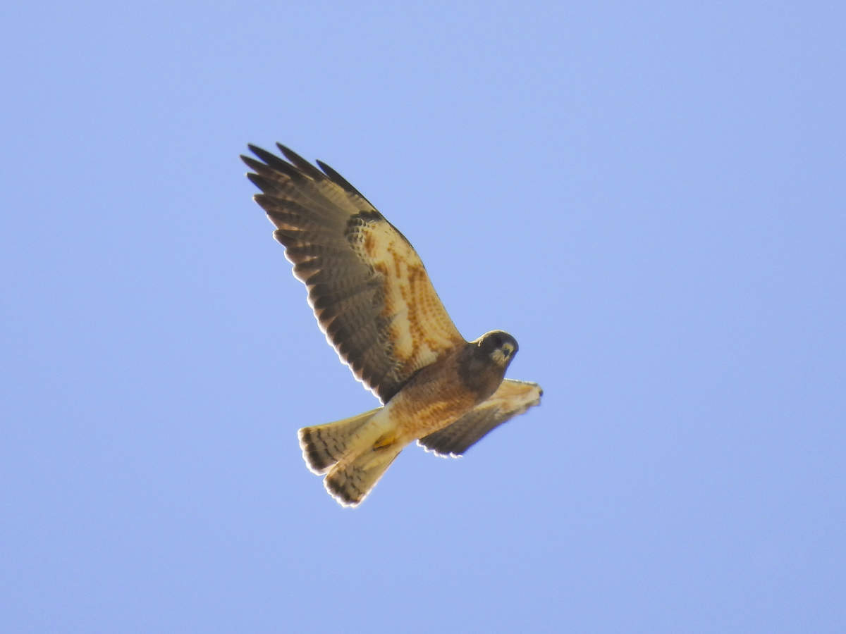 Swainson's Hawk - Jeanette Stone