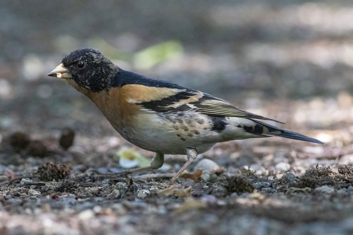 Brambling - John Puschock