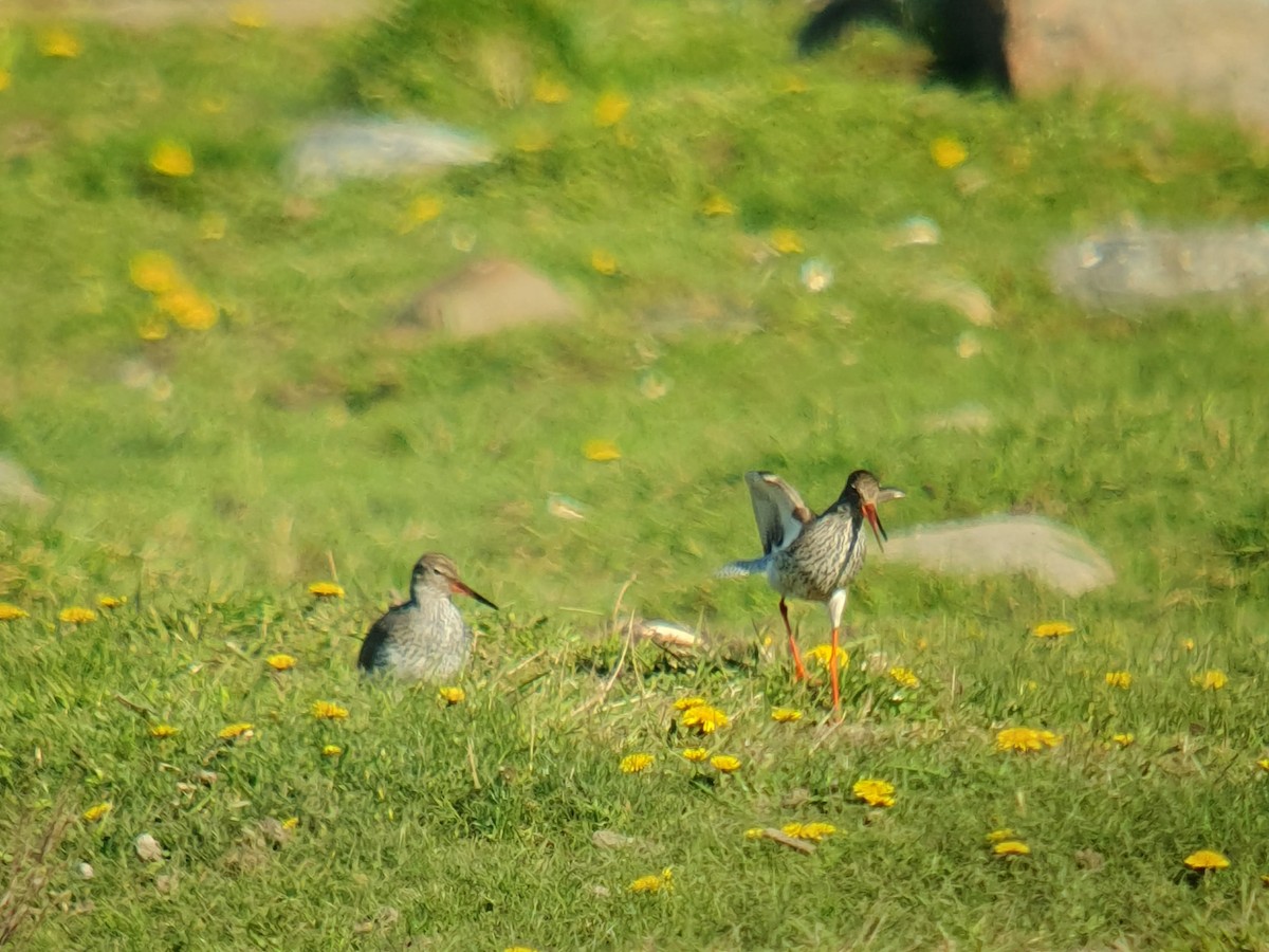 Common Redshank - Coleta Holzhäuser