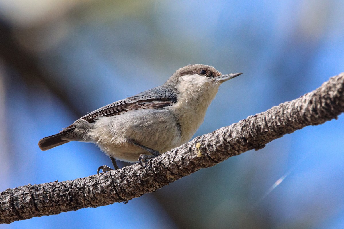 Pygmy Nuthatch - Russell Campbell