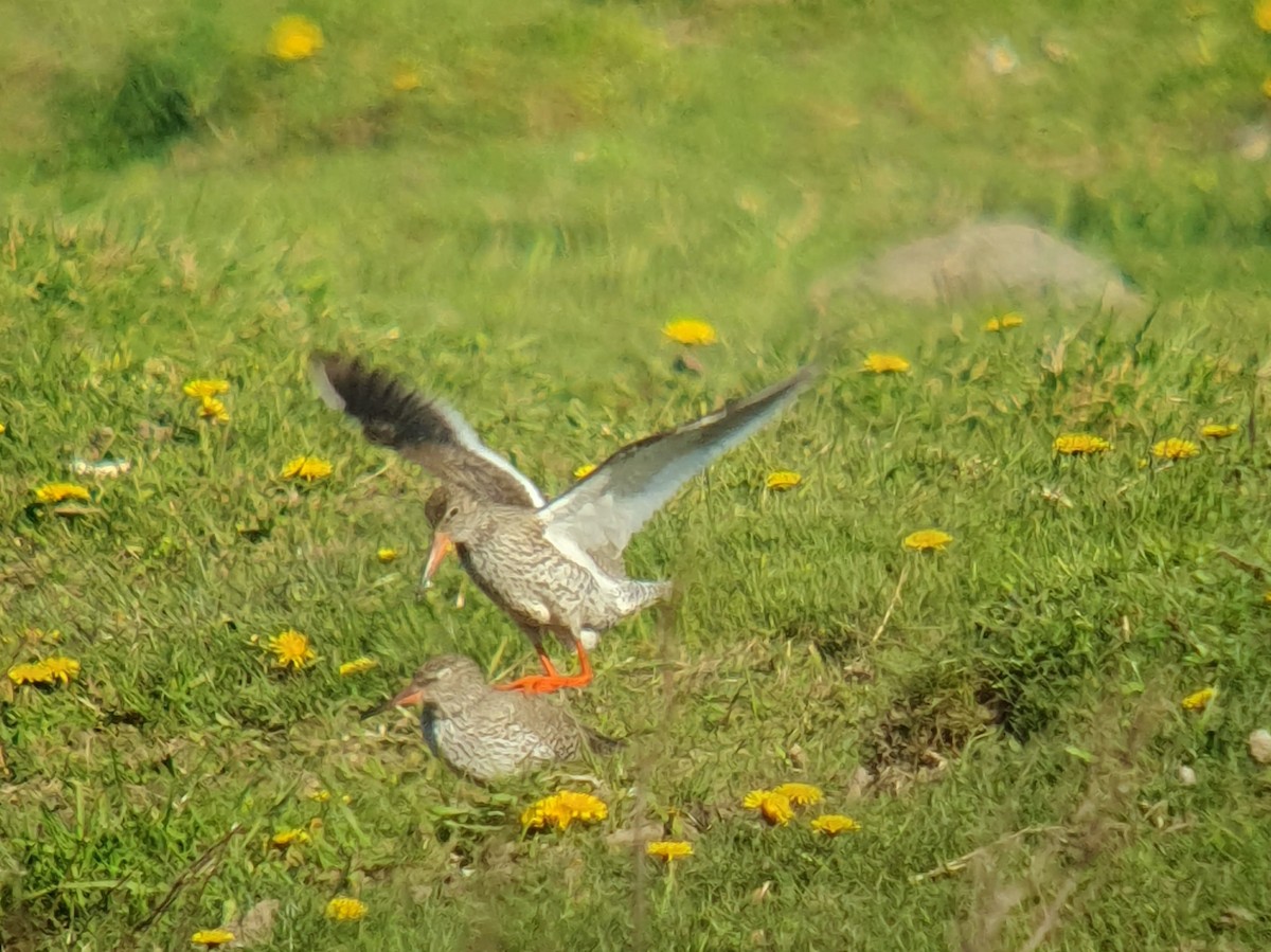 Common Redshank - ML619232405