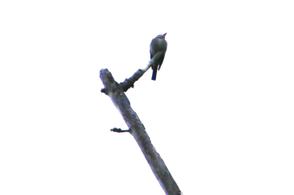 Western Wood-Pewee - Dianne Murray