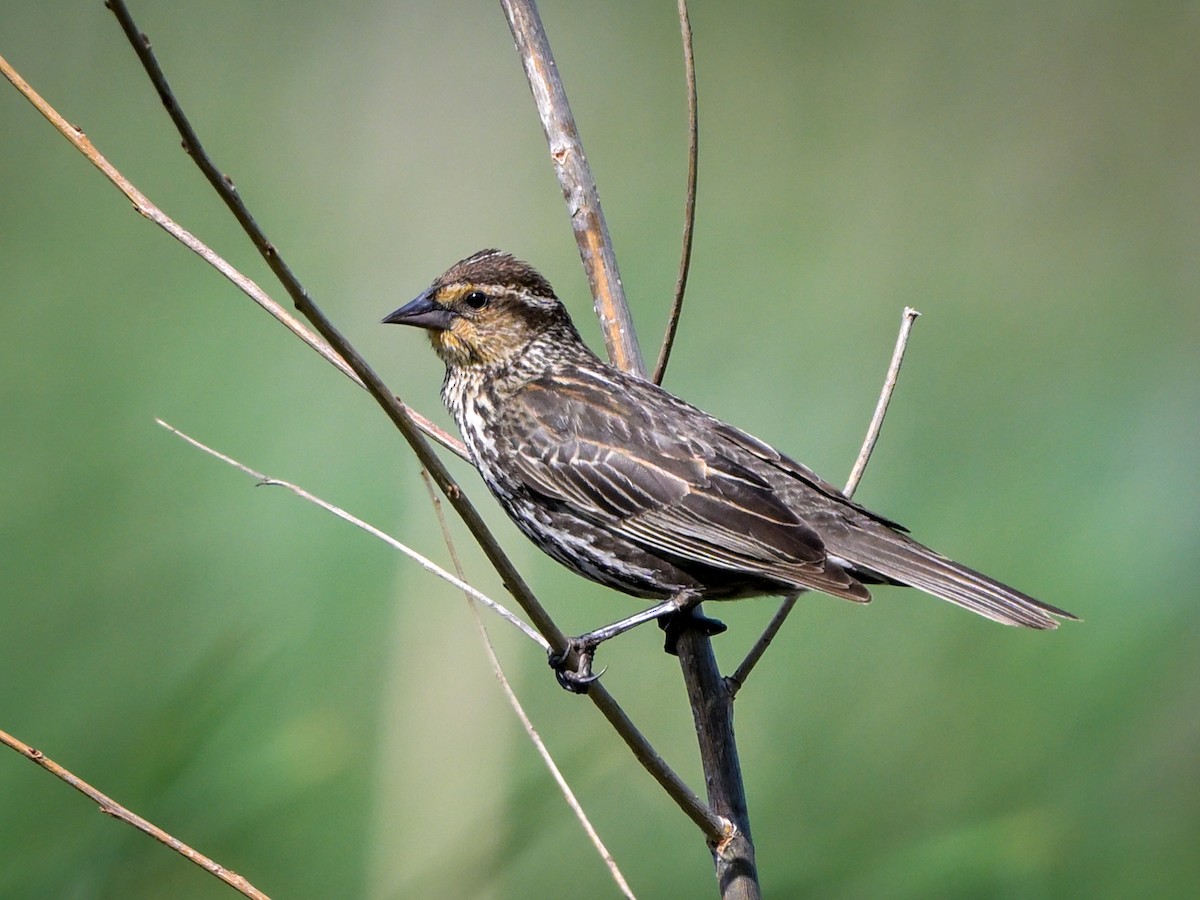 Red-winged Blackbird - Myron Peterson