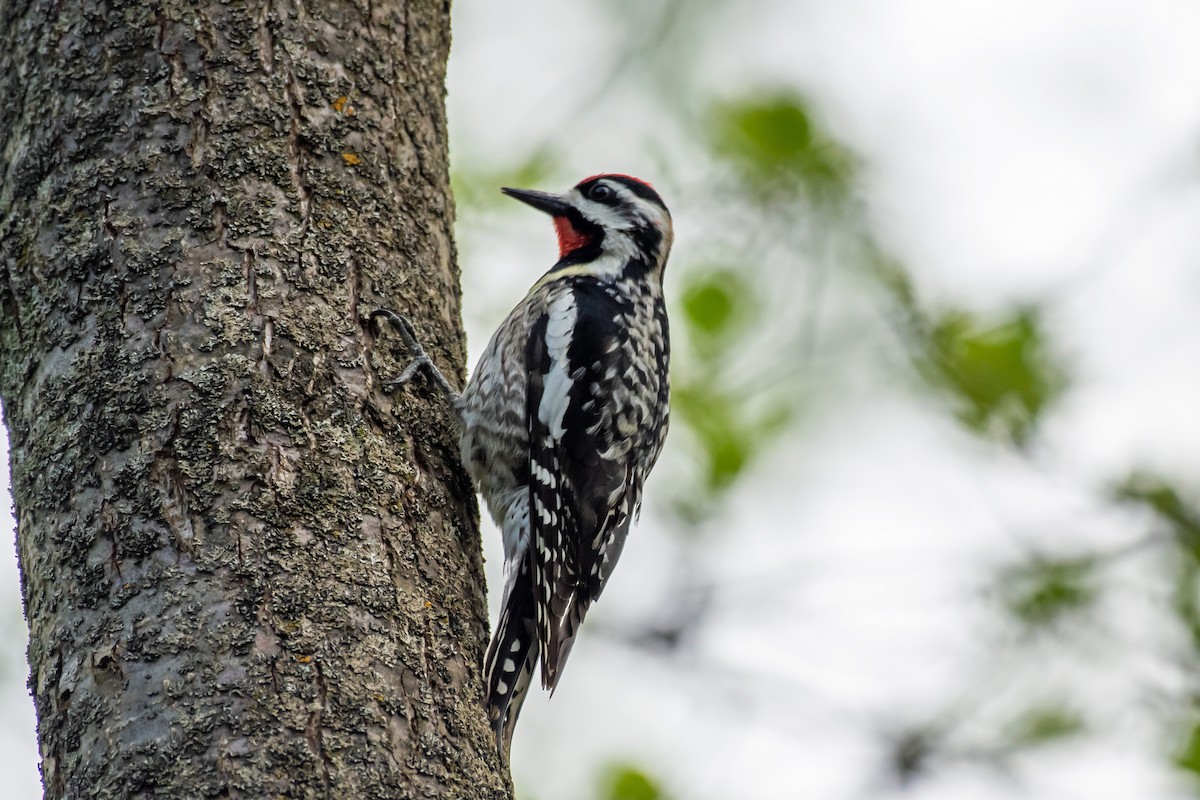 Yellow-bellied Sapsucker - Theresa Pero