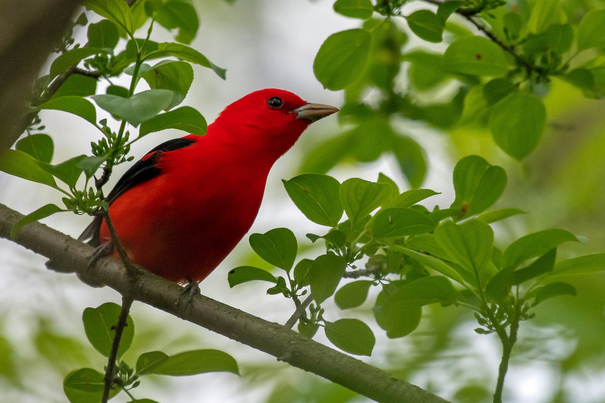 Scarlet Tanager - Theresa Pero