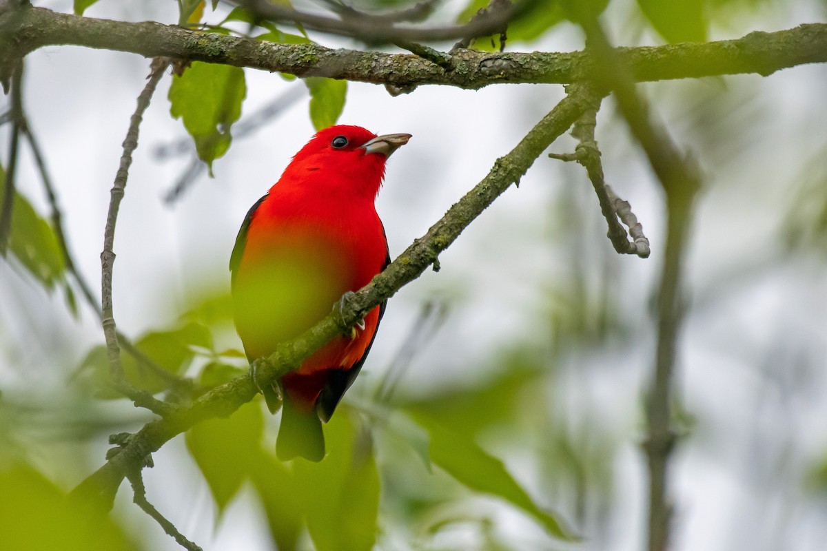 Scarlet Tanager - Theresa Pero