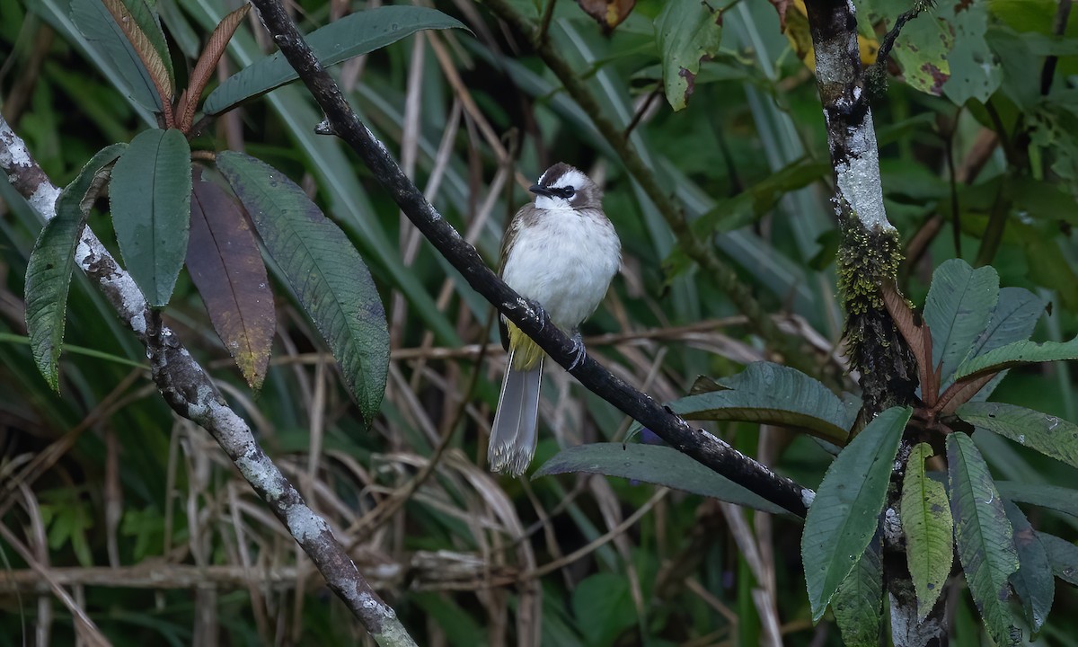 Yellow-vented Bulbul - Paul Fenwick