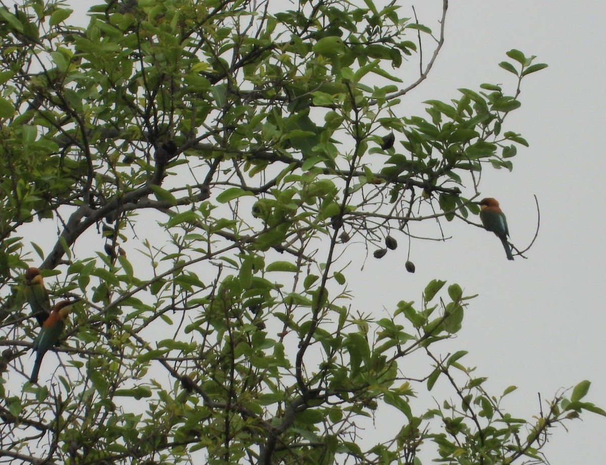 Chestnut-headed Bee-eater - Chaiti Banerjee