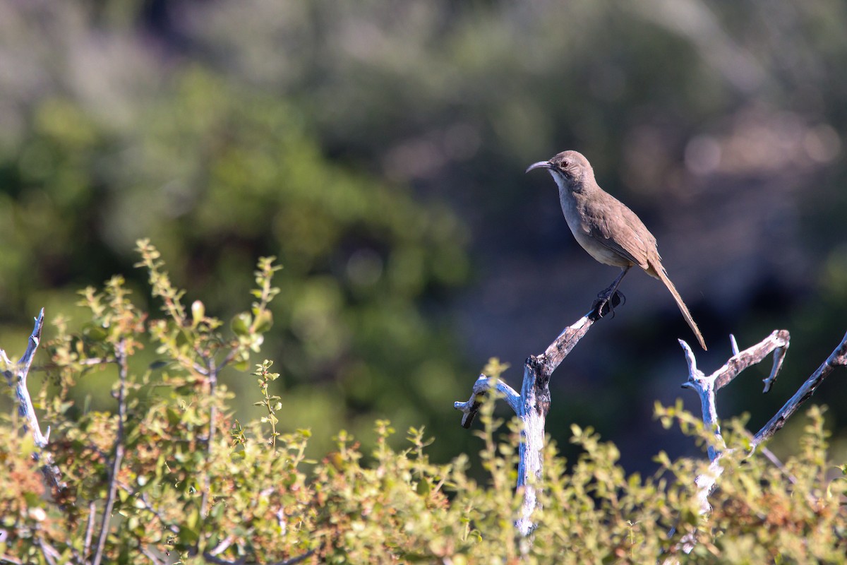 California Thrasher - Russell Campbell