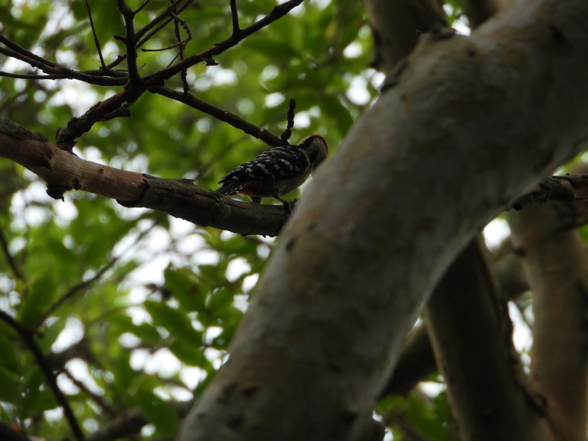 Fulvous-breasted Woodpecker - Chaiti Banerjee
