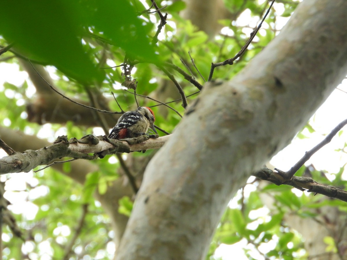 Fulvous-breasted Woodpecker - Chaiti Banerjee