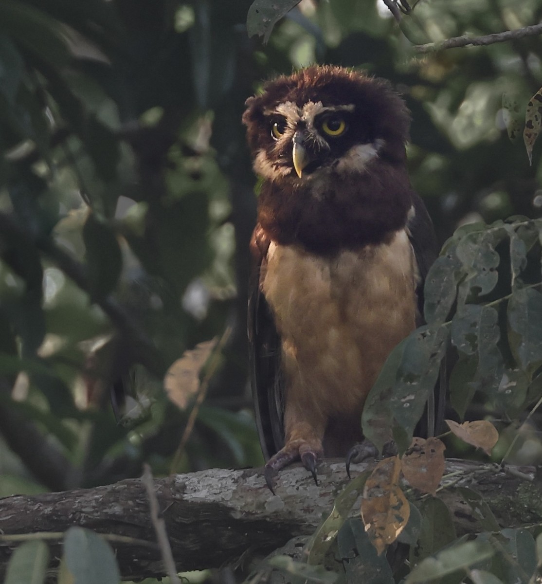 Spectacled Owl - David Ascanio