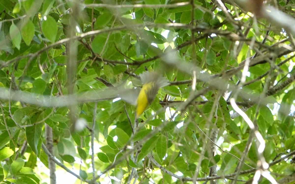 Golden-crowned Warbler - Laura Voight