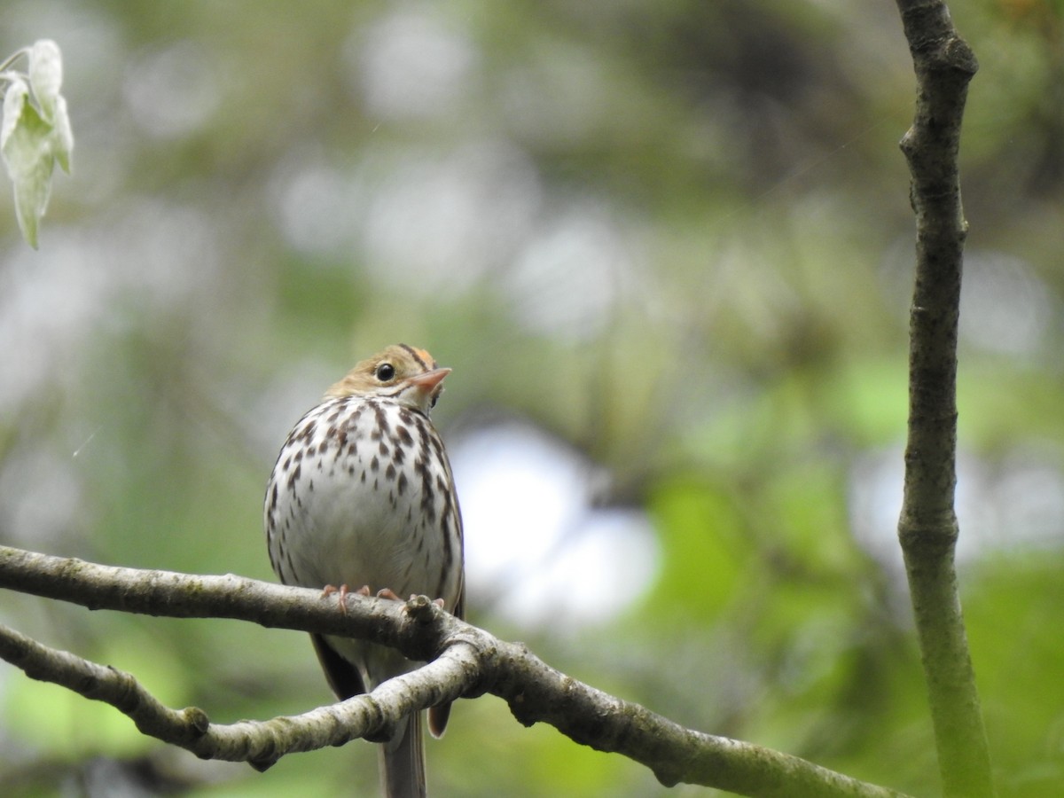 Ovenbird - André St Pierre Aline Beauchemin