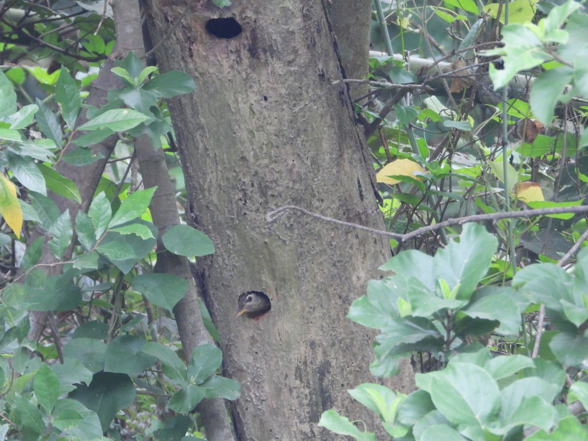 Streak-throated Woodpecker - Chaiti Banerjee