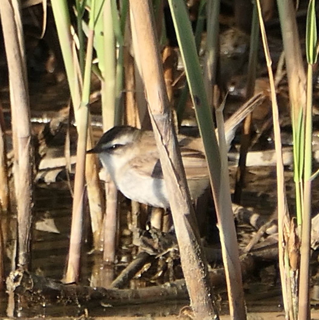 Moustached Warbler - Dmitrii Konov