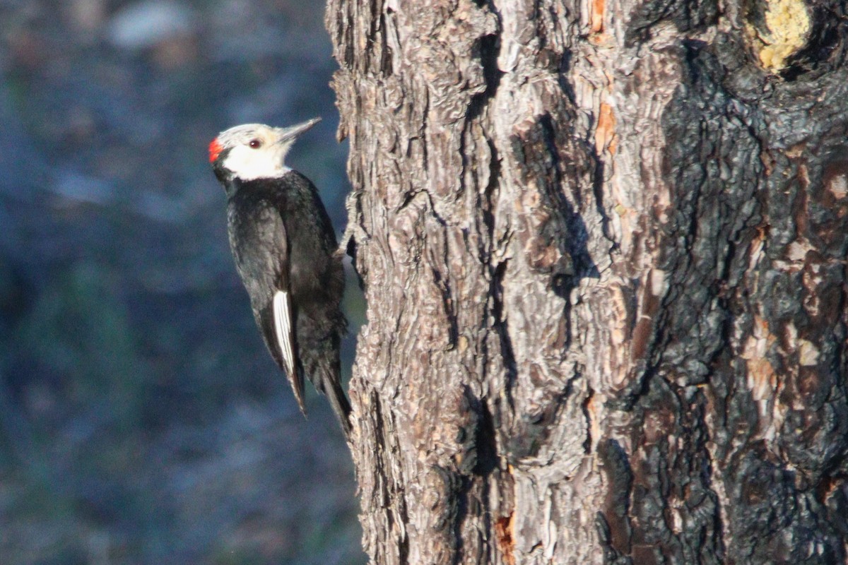White-headed Woodpecker - Russell Campbell