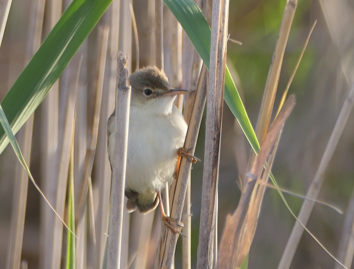 Common Reed Warbler - Dmitrii Konov