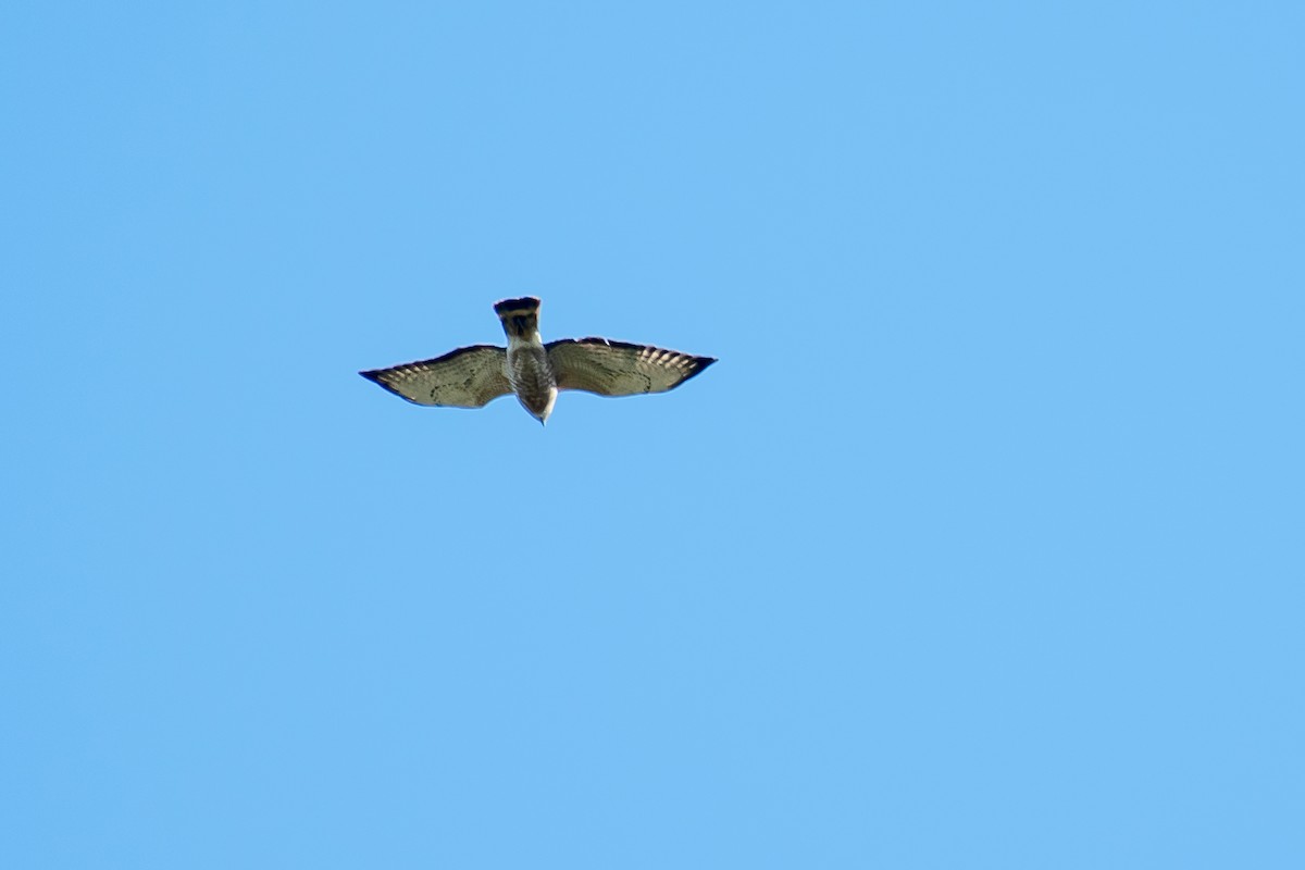 Broad-winged Hawk - Theresa Pero