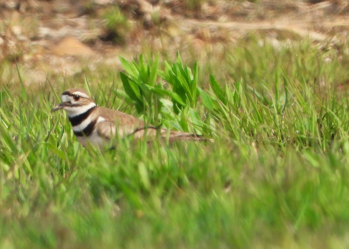 Killdeer - Philip Kyle