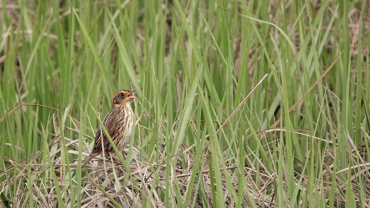 Saltmarsh Sparrow - leo wexler-mann