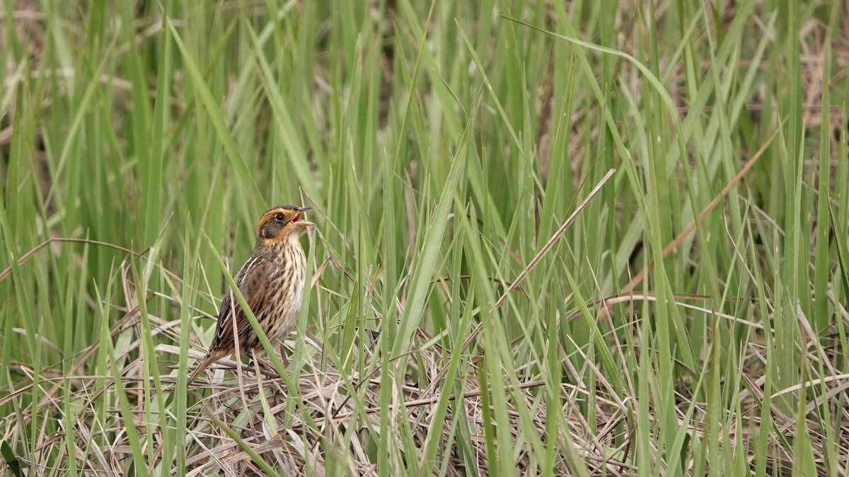 Saltmarsh Sparrow - ML619232579