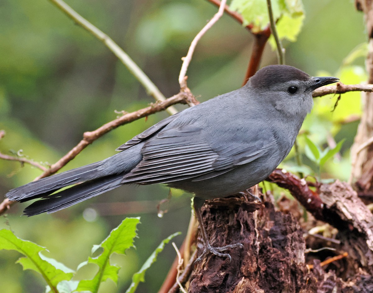 Gray Catbird - Bill Rankin