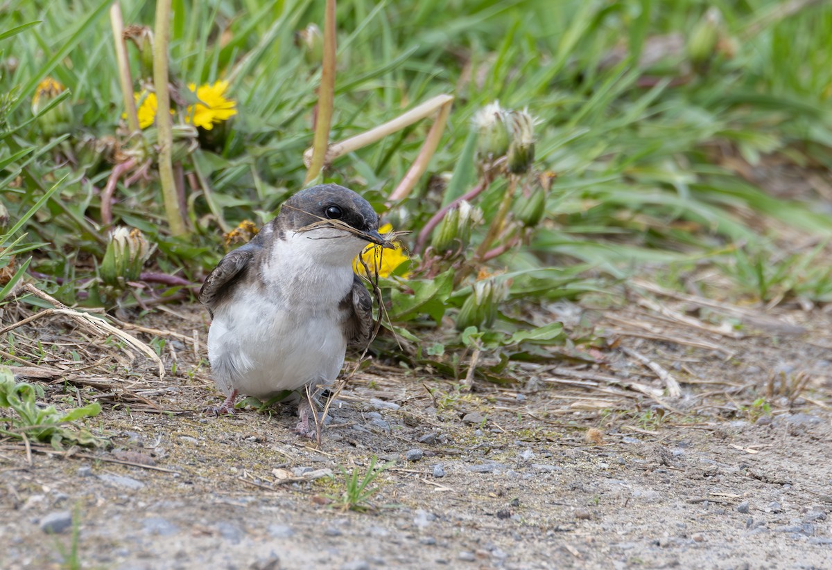Tree Swallow - ML619232592