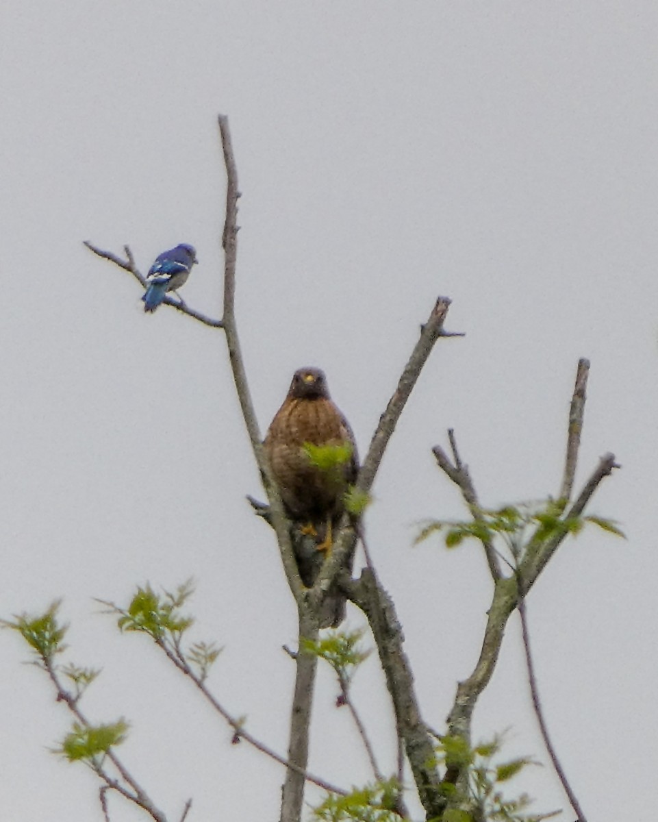 Red-shouldered Hawk - ML619232606