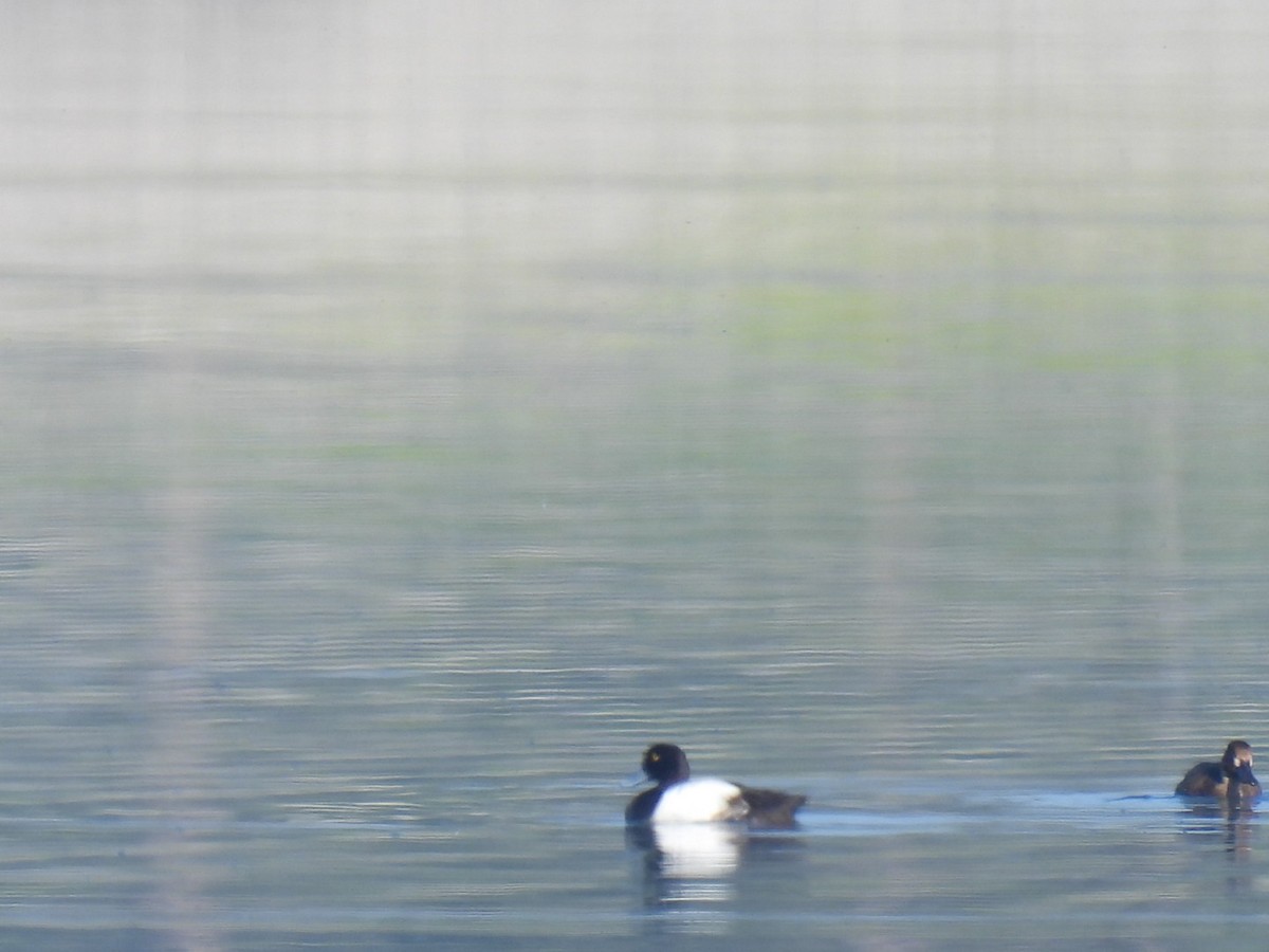 Greater Scaup - Vikki Jones