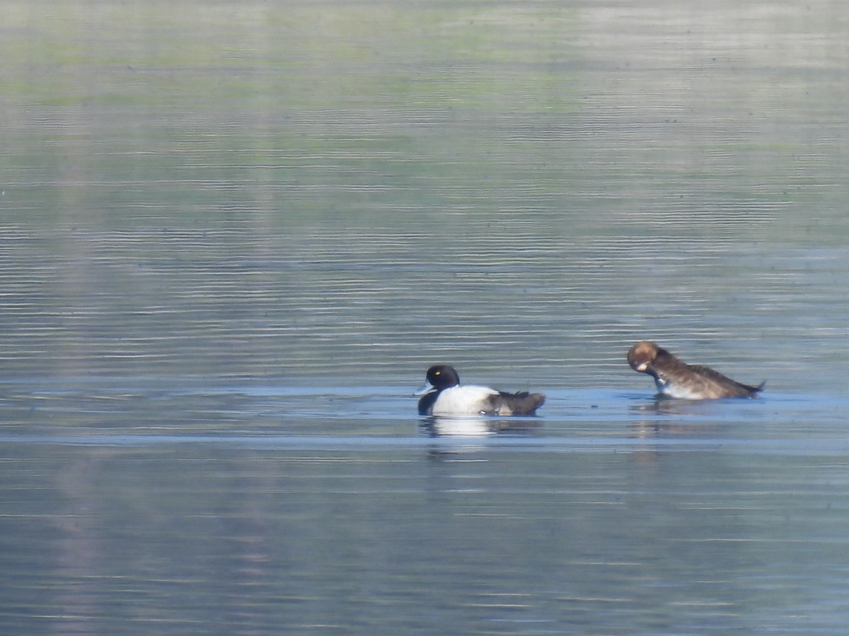 Greater Scaup - Vikki Jones