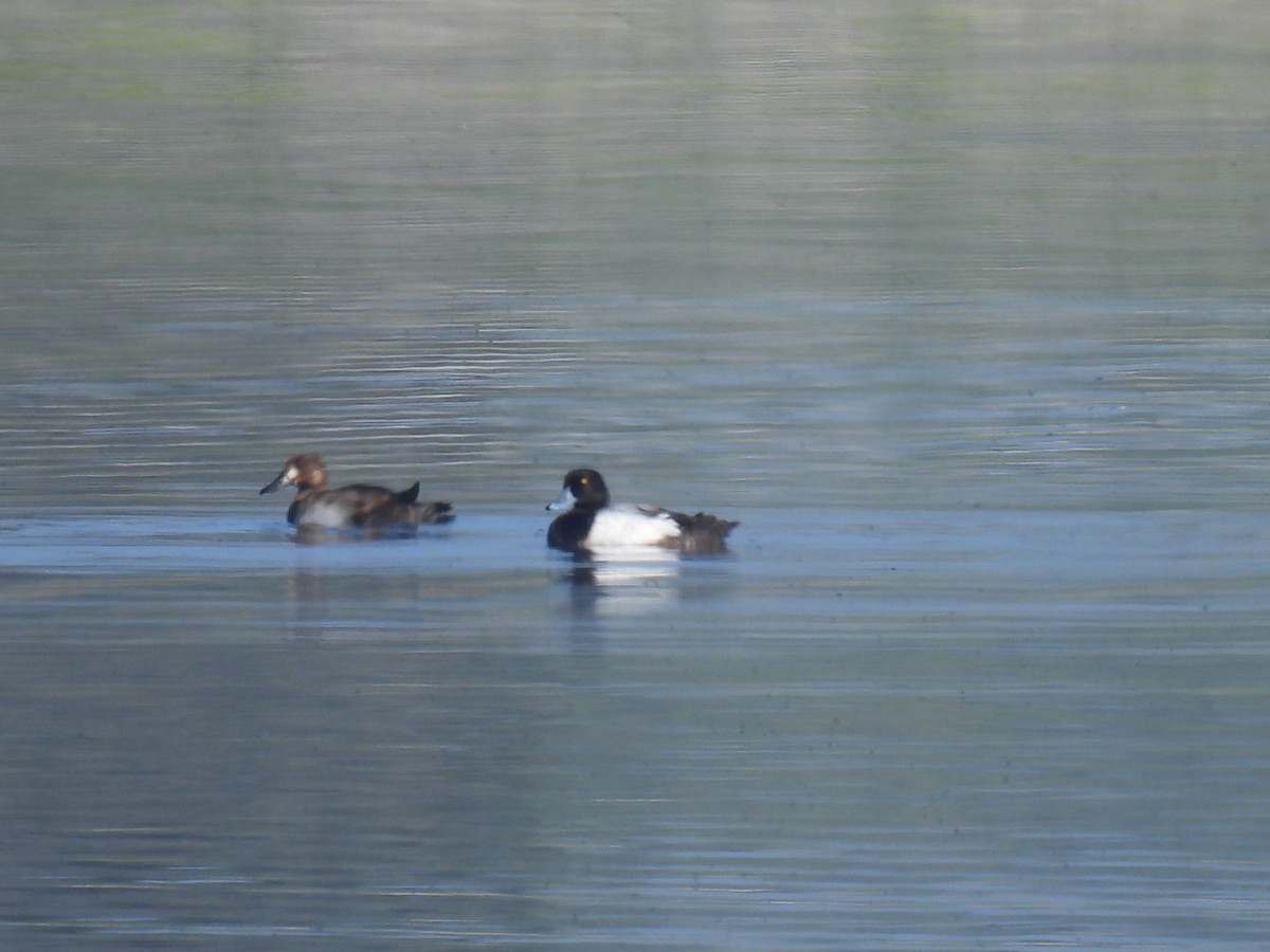 Greater Scaup - Vikki Jones