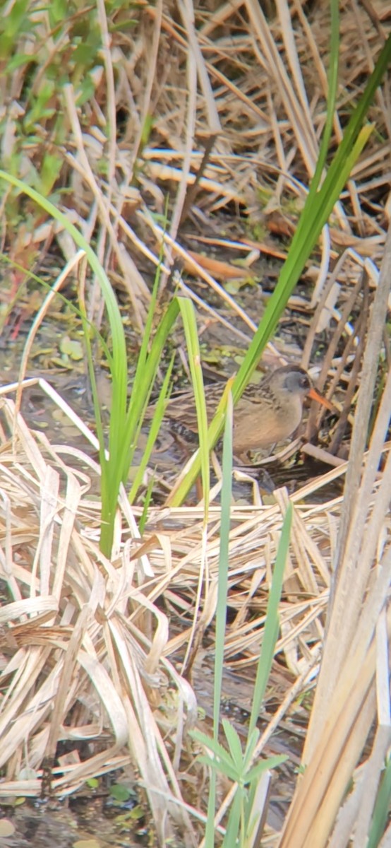 Virginia Rail - William Parenteau