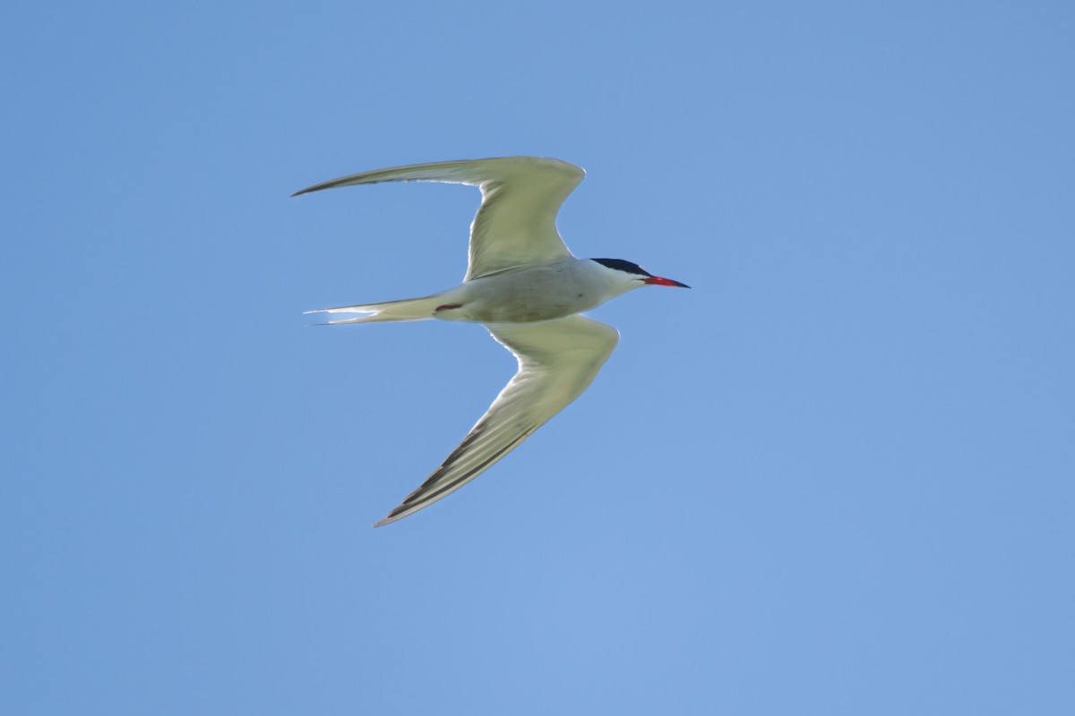 Common Tern - ML619232621