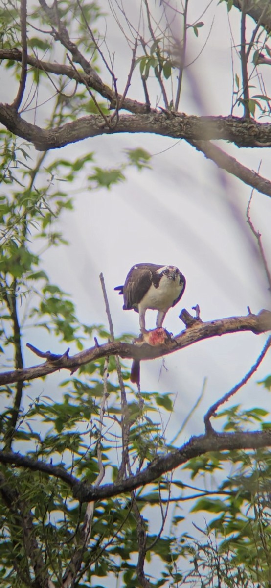 Osprey - William Parenteau