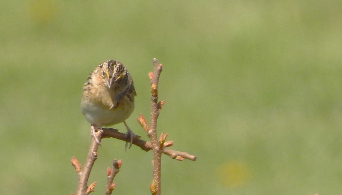 Grasshopper Sparrow - Philip Kyle