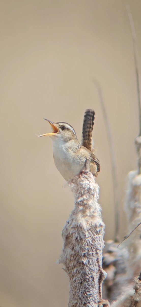 Marsh Wren - William Parenteau