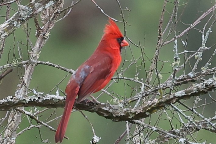 Northern Cardinal - ML619232638