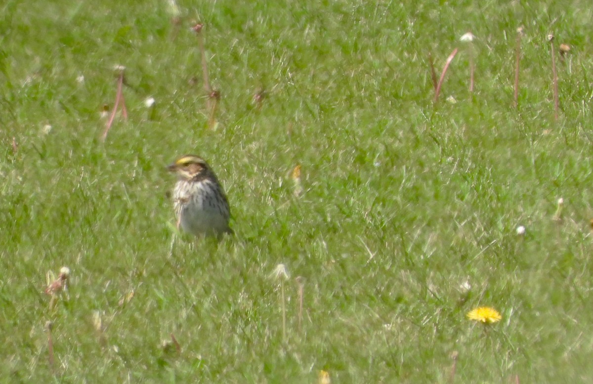 Savannah Sparrow - Philip Kyle