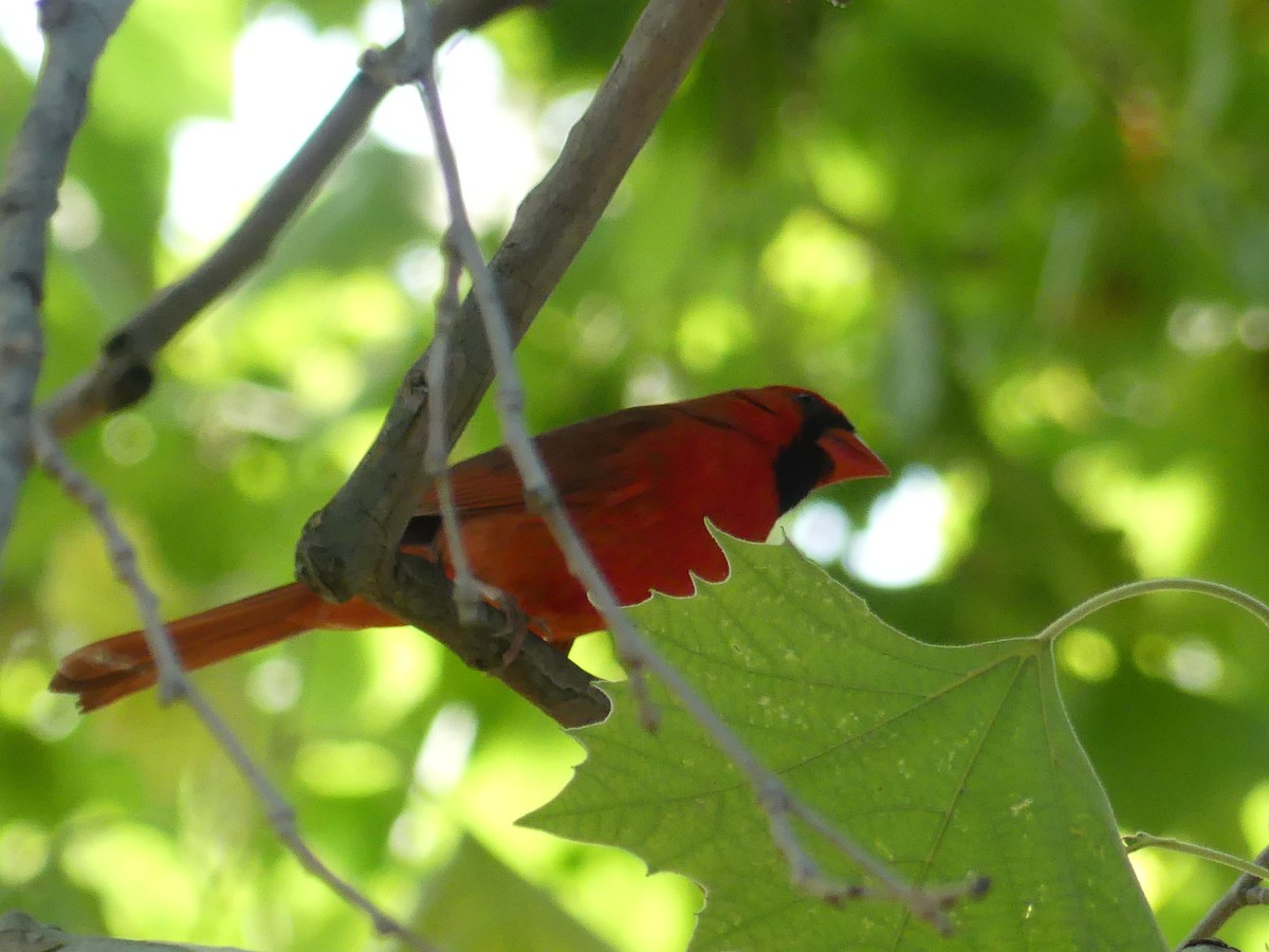 Northern Cardinal - Rebecca Merrill