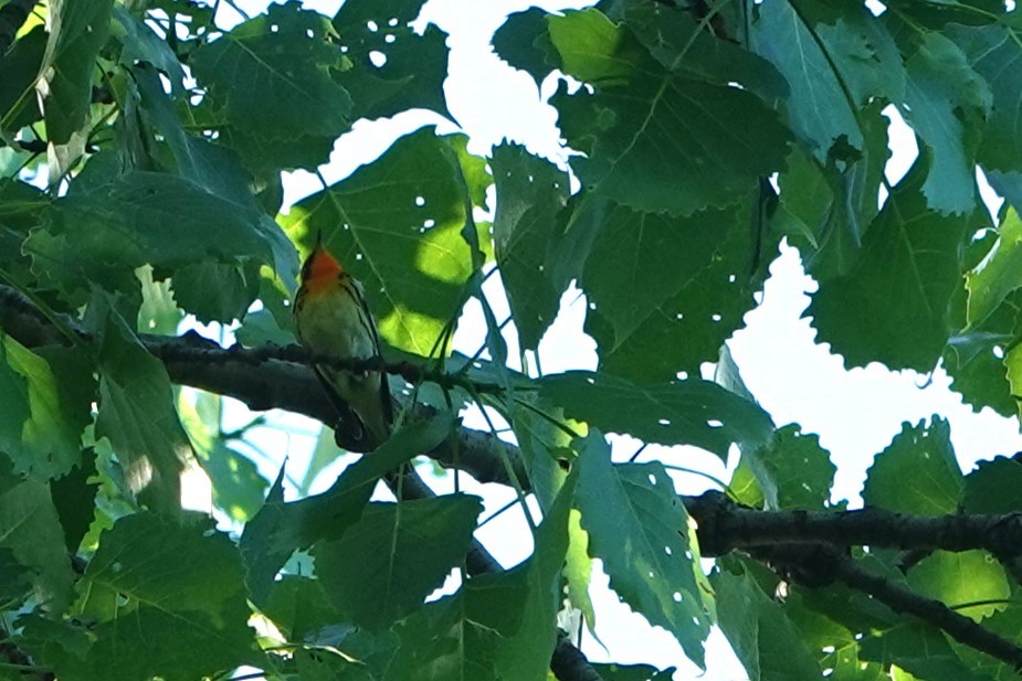 Blackburnian Warbler - ML619232646